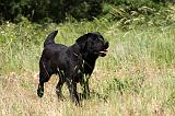 LABRADOR 967